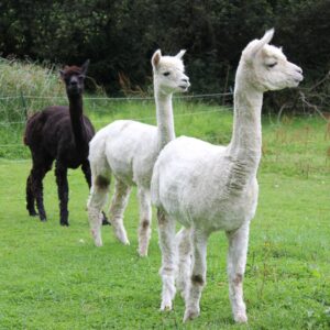 3 alpacas, two white and one black walk on a green pasture