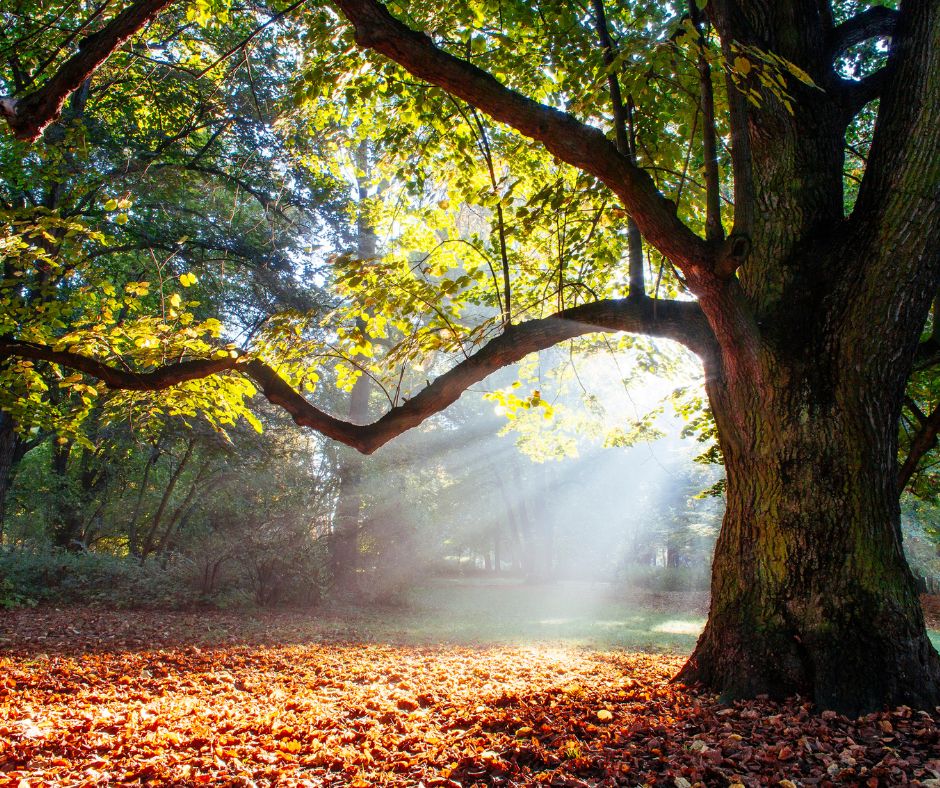 image of an oak tree with the sun shining through